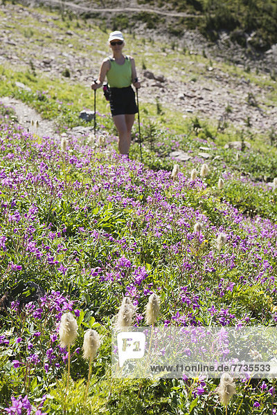 Female Hiker Walking Along A Hillside Of Wild Flowers  Field British Columbia Canada