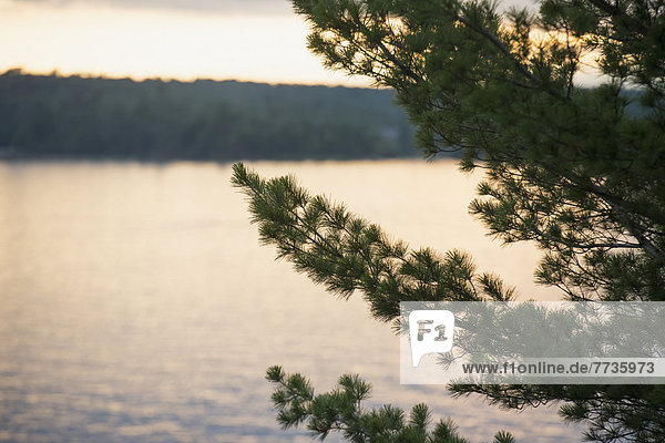 Laubwald  Ecke  Ecken  Sonnenuntergang  Baum  See  Ast  immergrünes Gehölz  Kanada  Ontario