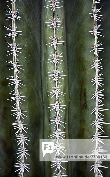 Cactus Needles  Venlo Holland