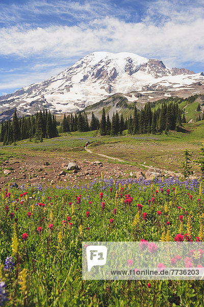 Alpine Wildflowers In Mount Rainier National Park  Washington United States Of America