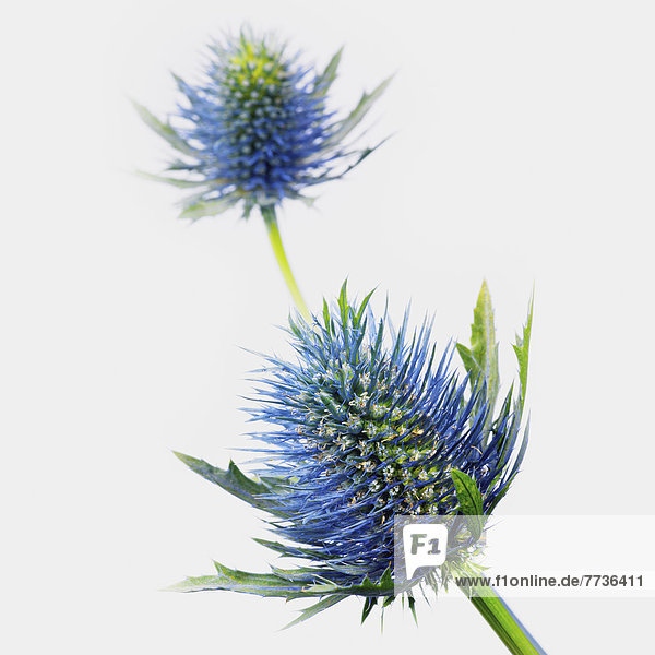 Blume weiß Hintergrund Distel