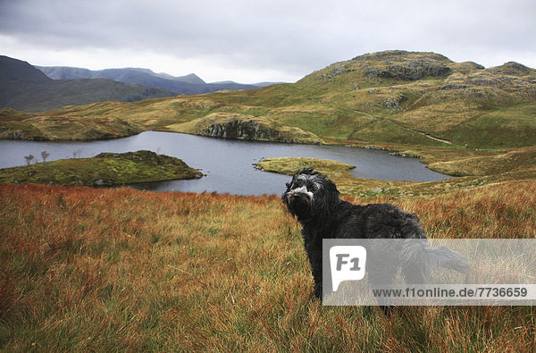 A black dog stands in the grass overlooking a lake and rolling hills and mountains in the background Angle tarn lake district cumbria england