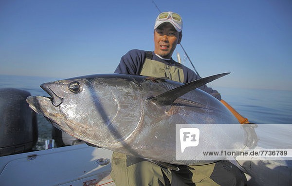 A man holding a bluefin tuna  stellwagen bank boston massachusetts united states of america