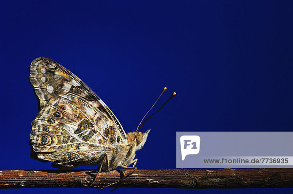 Hintergrund  Ast  blau  streichen  streicht  streichend  anstreichen  anstreichend  Schmetterling  tief