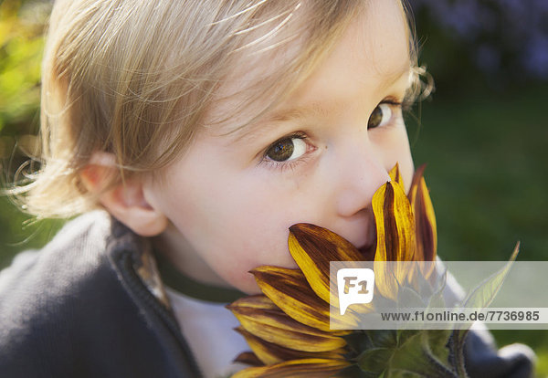 Sonnenblume  helianthus annuus  Junge - Person  Garten  riechen  jung