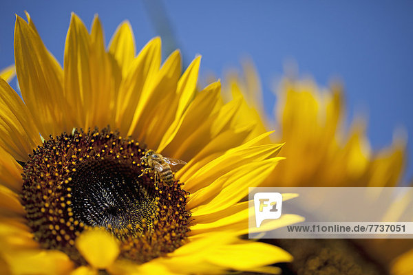 Bee on a sunflower Milton ontario canada