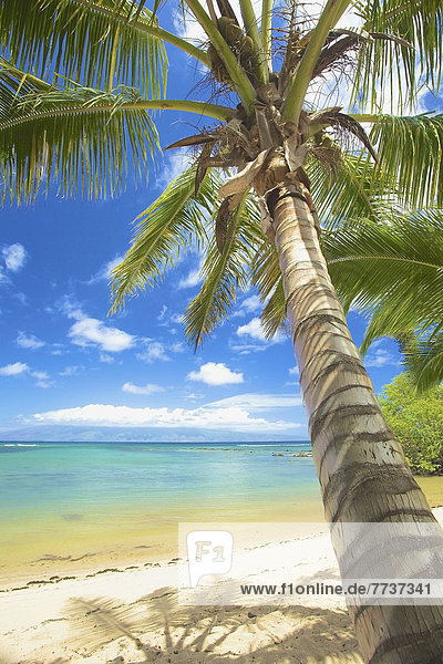 Strand  Baum  Küste  weiß  Sand  Insel  Palme  vorwärts  hawaiianisch