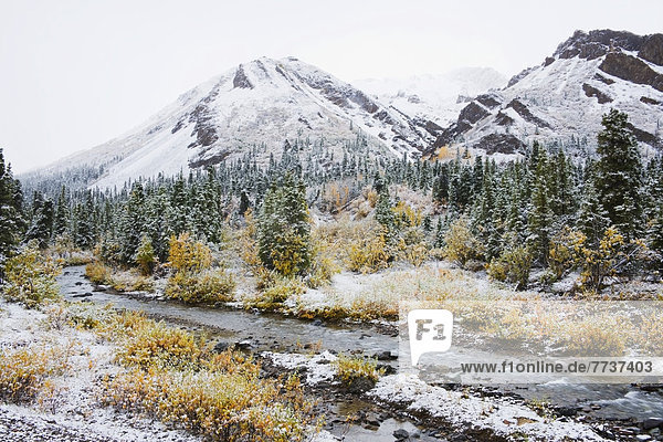Nationalpark  Farbaufnahme  Farbe  Herbst  Bach  Denali Nationalpark  Iglu  Schnee