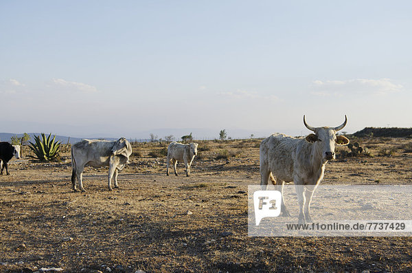 Cattle ranch Pozos guanajuato mexico