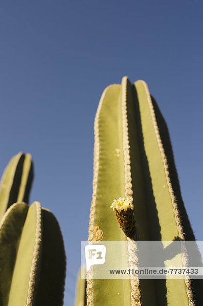 Cactus flower Aguascalientes aguascalientes mexico
