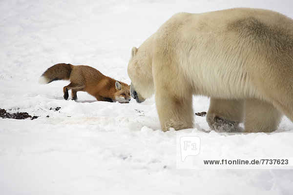 Eisbär  Ursus maritimus  anprobieren  fangen  Spaß  Fuchs