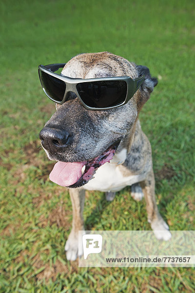 A dog wearing sunglasses Malaga andalusia spain