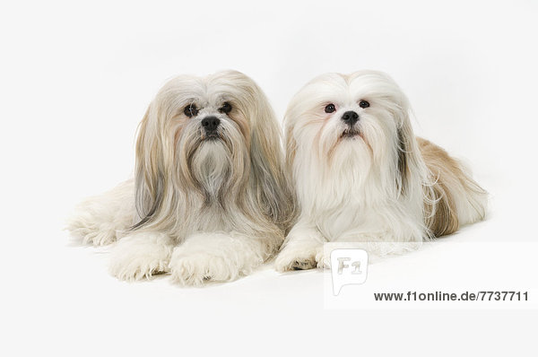 Portrait  weiß  Hintergrund  2  Welpe  Lhasa