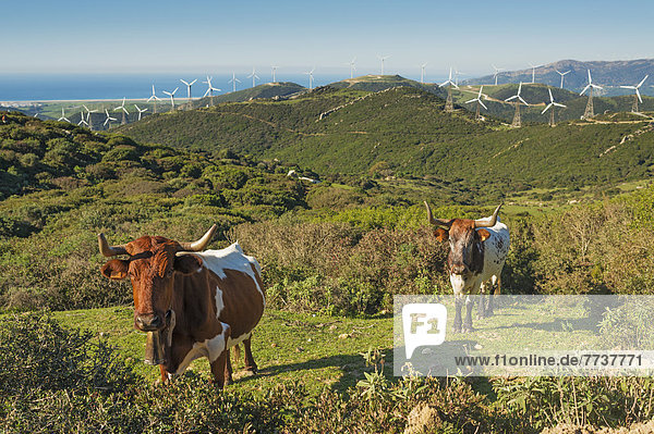 Cows in a field with numerous wind turbines in the background Tarifa cadiz andalusia spain