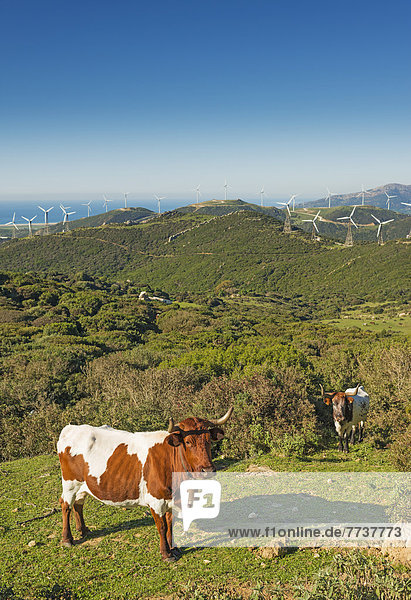 Cows in a field with numerous wind turbines in the background Tarifa cadiz andalusia spain
