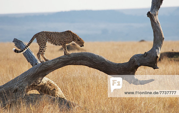 A cheetah (acinonyx jubatus) on a tree Maasai mara kenya