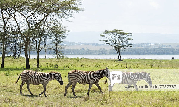 Zebras roaming in a field with a lake in the background in lake nakuru national park Kenya