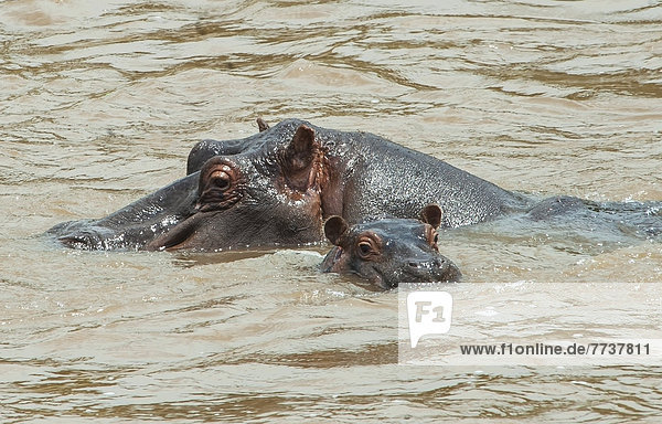 Hippopotamus adult with baby in the water Maasai mara kenya