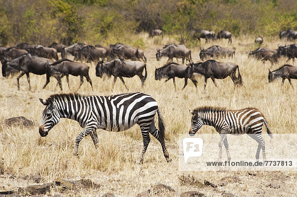 Zebras and wildebeest in the grass in the maasai mara national reserve Maasai mara kenya