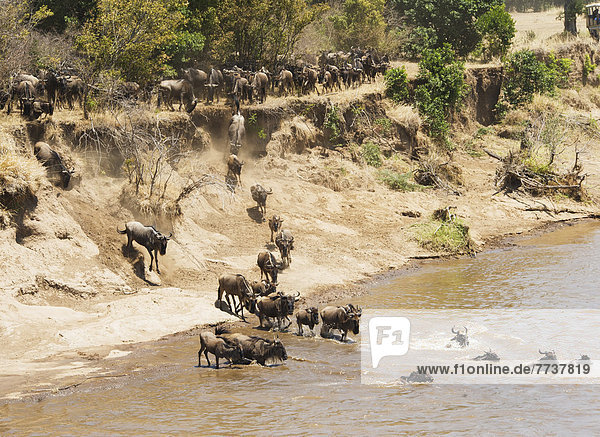 Migration of the wildebeest in the maasai mara national reserve Maasai mara kenya