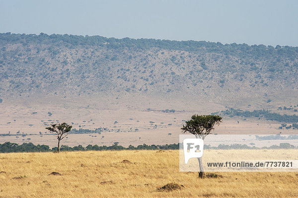 Landscape of the maasai mara national reserve Maasai mara kenya