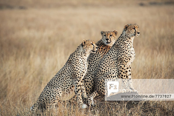Three cheetahs standing together with a watchful eye in the maasai mara national reserve Maasai mara kenya