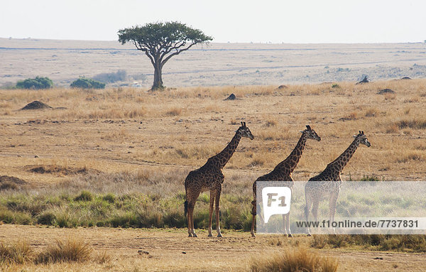 Three giraffes standing in a row with the landscape of the maasai mara national reserve Maasai mara kenya