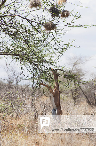 Multiple nests in a tree with a gazelle on it's hind legs reaching to eat leaves in maasai mara national reserve Maasai mara kenya