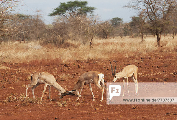 Gazelles in conflict using their antlers in the maasai mara national reserve Maasai mara kenya