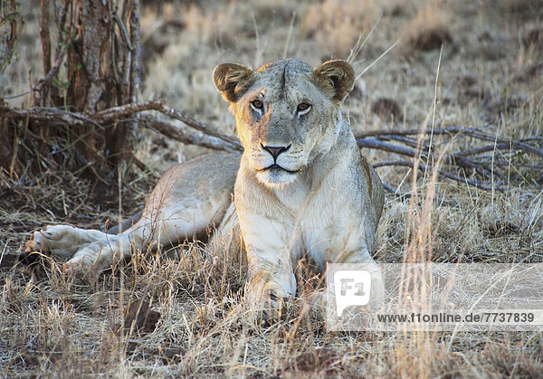A lion sits on the grass beside a tree in the maasai mara national reserve Maasai mara kenya