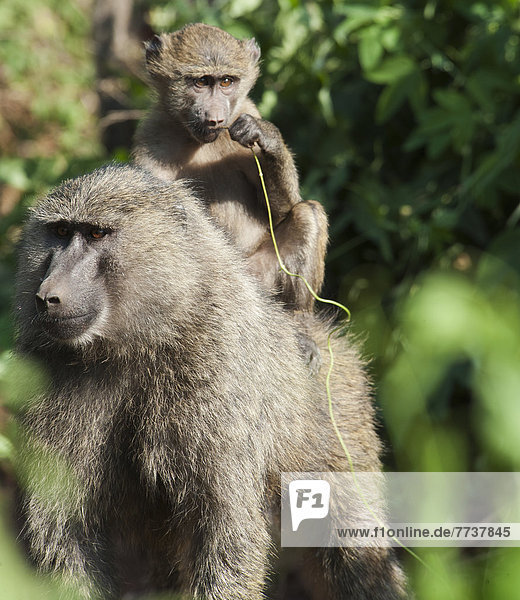 A monkey and it's baby sitting on her back in the maasai mara national reserve Maasai mara kenya