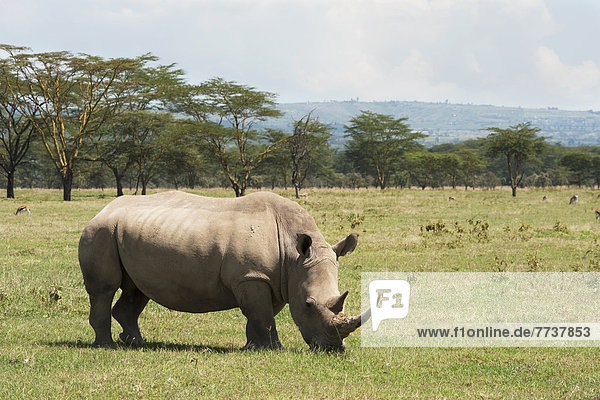 A rhinoceros grazes on the grass in lake nakuru national park Kenya