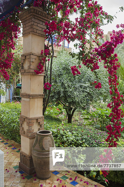 Red flowers blossoming on a tree beside a pillar and clay pot Marrakesh morocco