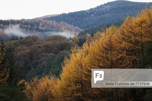 niedrig  Farbaufnahme  Farbe  liegend  liegen  liegt  liegendes  liegender  liegende  daliegen  bedecken  Wolke  Baum  Hügel  Herbst