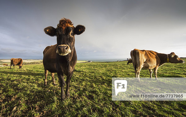 Cows in a field with one cow staring at the camera Dumfries and galloway scotland