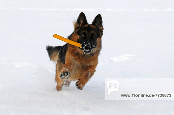 German Shepherd running with a toy in its mouth