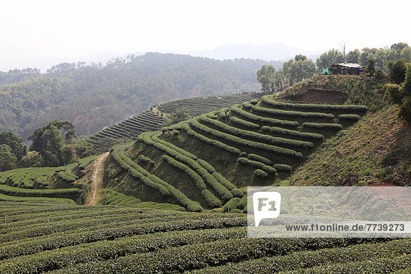 101 Tea Plantation  Oolong-Tee-Plantage  in Mae Salong  Santikhiri  1800 m  Provinz Chiang Rai  Nord-Thailand  Asien