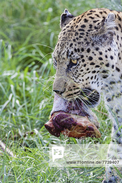 Afrikanischer Leopard (Panthera pardus pardus) mit einem Stück Fleisch im Maul