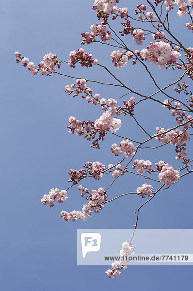 Deutschland  Bayern  Blick auf japanische Kirschblüte gegen den Himmel