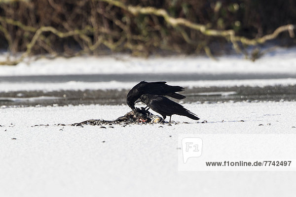 Carrion Crow (Corvus corone corone) feeding on carrion