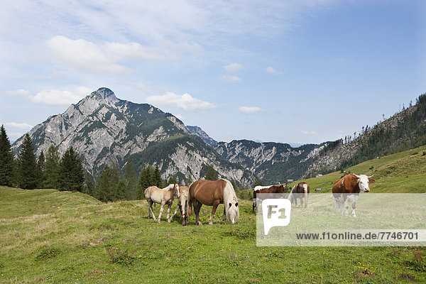 Austria  View of cow and horse grazing on alp pasture at Postalm  Rinnkogel mountain in background