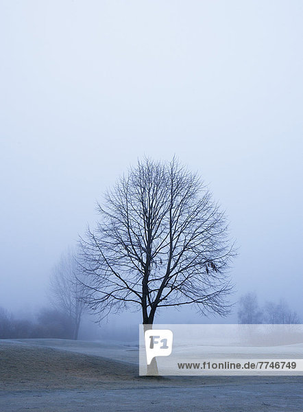 Austria  View of trees with reed in morning fog at Mondsee