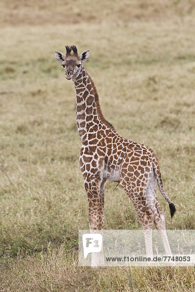 Junge Giraffe (Giraffa camelopardalis)