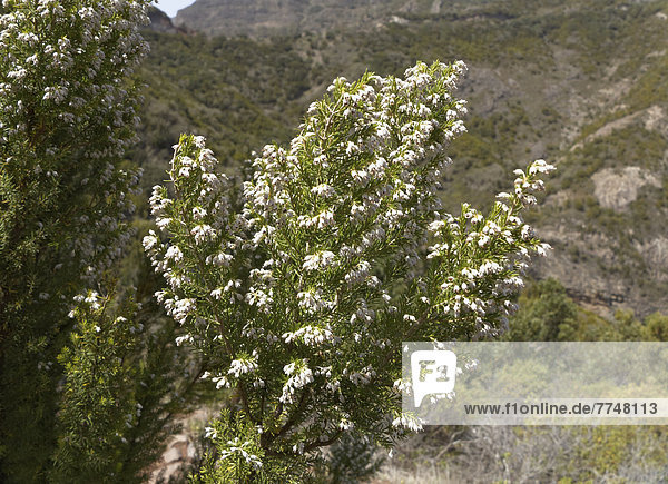 Baum-Heide  Baumheide (Erica arborea)  La Gomera  Kanaren  Spanien  Europa