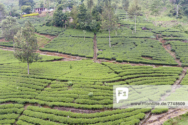 Teeplantage Teesträucher in Reihen Tee (Camellia sinensis) Moray Estate bei Dalhousie
