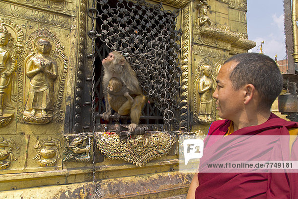 Affe und Mönch am Swayambhunath Tempel  Kathmandu  Nepal  Asien