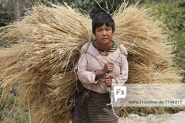 Bäuerin trägt Reisstroh  Punakha  Bhutan  Asien
