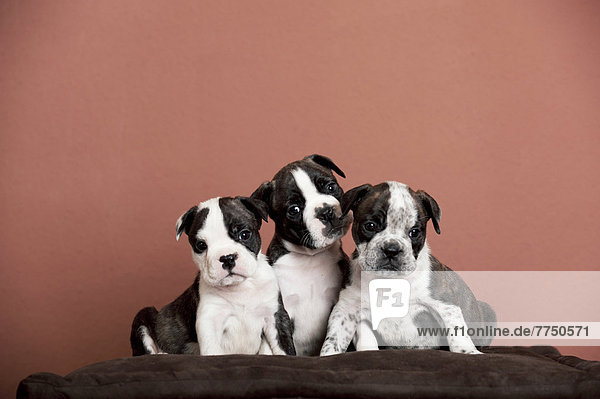 Olde English Bulldoggen  drei Welpen sitzen nebeneinander
