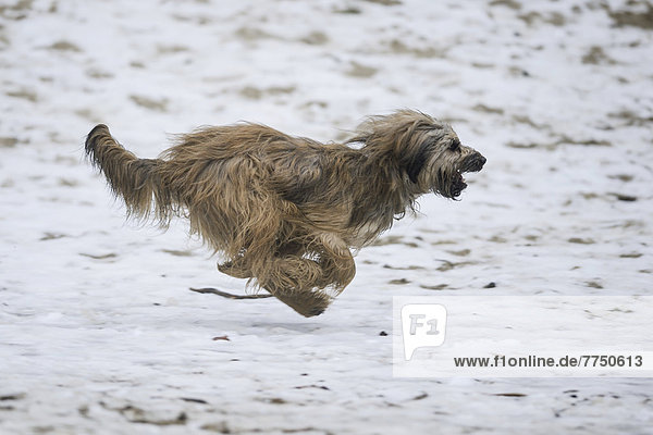 Gos d?Atura Català oder Katalanischer Schäferhund läuft auf sandigem  schneebedecktem Boden