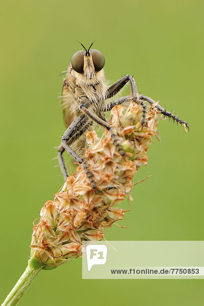 Robber fly (Asiloidea)  perched on a wilted flower
